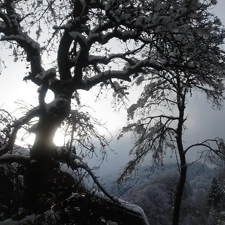 Hasatrog Jenaz